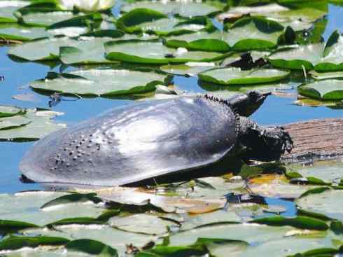 玄武：传说的兽原型探秘（鳖）