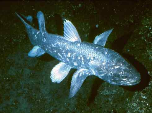 鱼类活化石：矛尾鱼