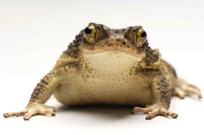 美国《濒危物种名录》波多黎各凤头蟾蜍