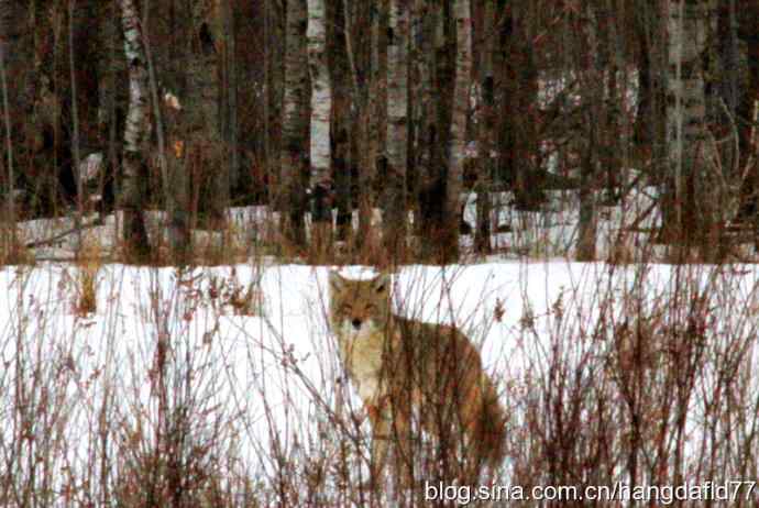 美国鸟类摄影——狐狸乎?郊狼乎?