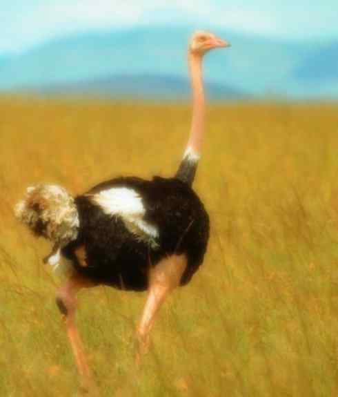 家禽驯化之源之十二