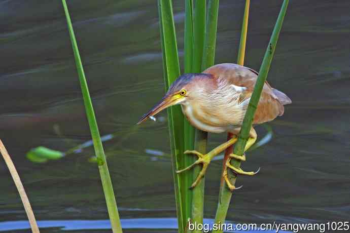 北京将府公园的鸟类——黄苇鳽专心致志