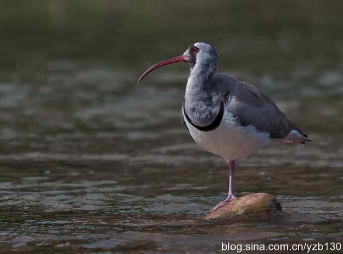 游白河峡谷，观鹮嘴鹬起落飞舞（组图，16张图片）