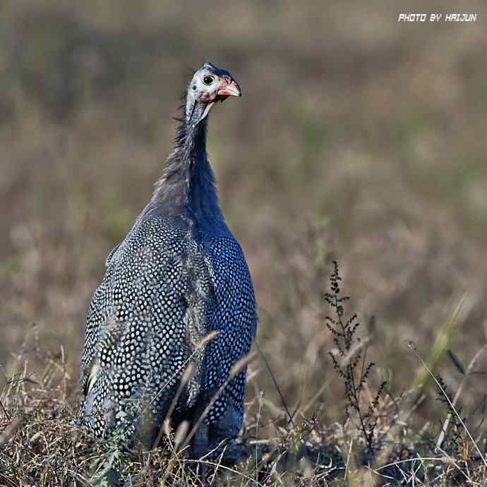 秋实（鹤鹬 wbr遗鸥 wbr扇尾沙锥 wbr金斑鸻）