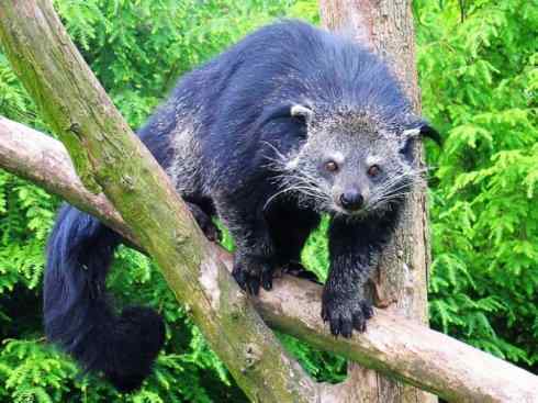 十大喜食蜂蜜动物：蜜熊