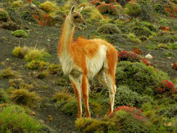 犬科：狐亚科食蟹狐属之食蟹狐