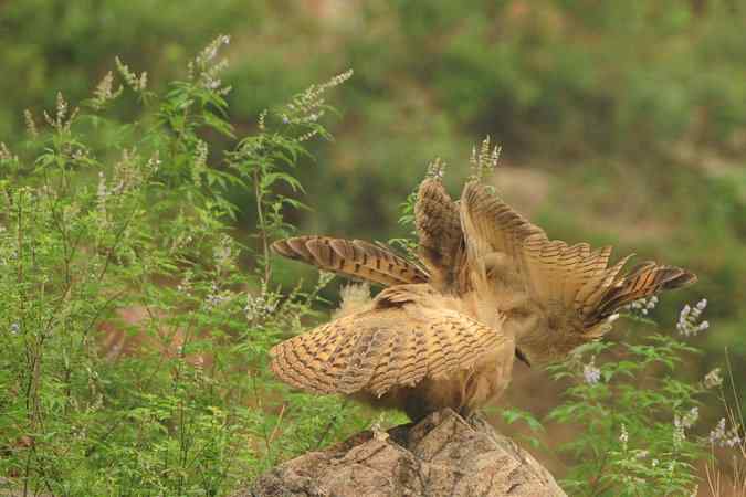 雕鸮15分钟内的憨态