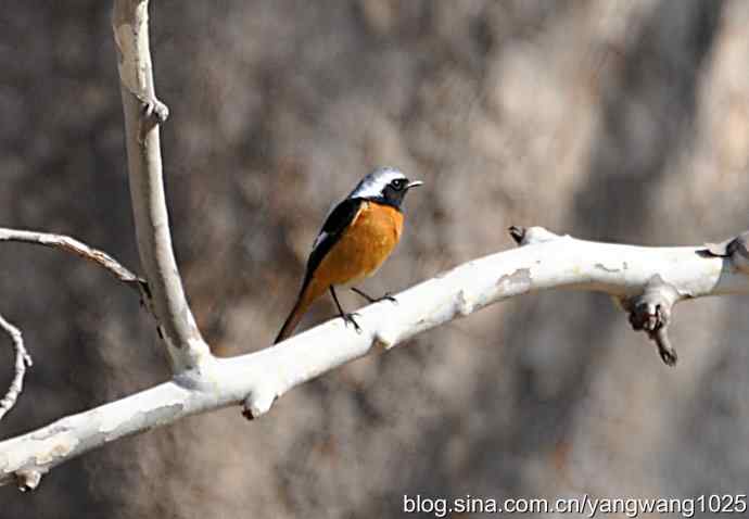 雄性北红尾鸲（随拍）