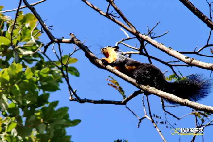 云南拍鸟的几张记录片