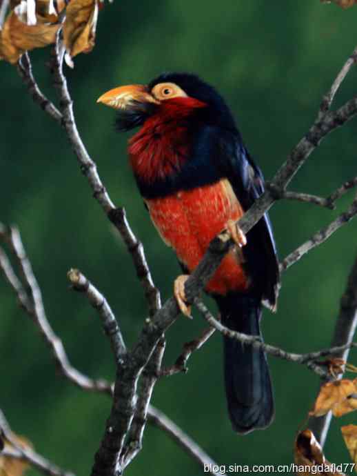 珍禽系列：须拟䴕