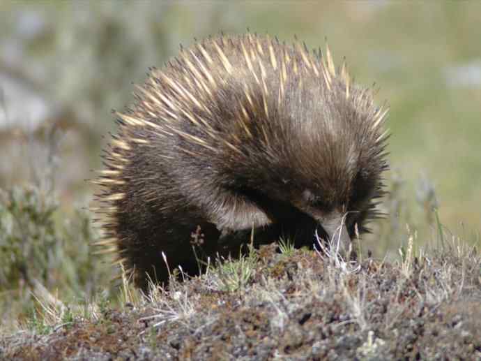 盘点十二大著名食蚁动物：短吻针鼹