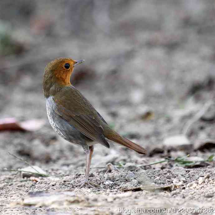 233.打鸟归来收获多多---(5)日本歌鸲 233.打鸟归来收获多多---(5)日本歌鸲