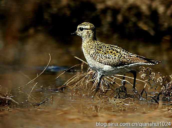 第一次遇见金斑鸻.野鸭湖