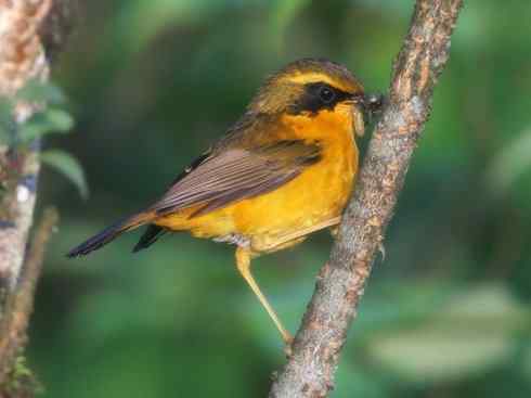 美丽无罪：雀鸟之林鸲