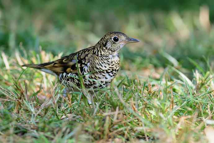 鸫鸟之最：虎斑地鸫