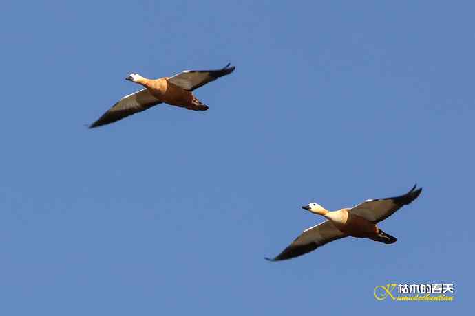 再拍鈥湷嗦檠尖