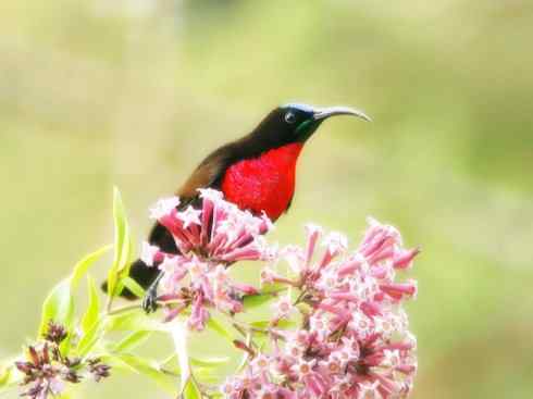 美丽无罪：雀鸟之太阳鸟