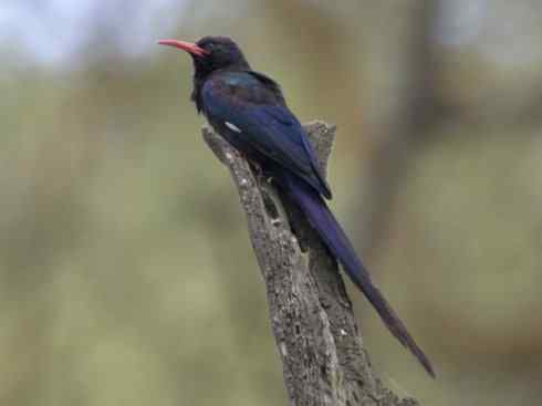 绝色攀禽:戴胜与林戴胜2 绝色攀禽:戴胜与林戴胜2