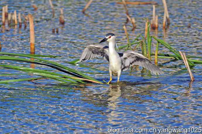 寻鱼的夜鹭（7）
