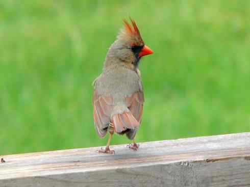 极品红色鸟类：红衣主教鸟