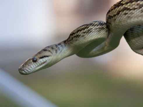 龙:传说的兽原型探秘(树蟒类) 龙:传说的兽原型探秘(树蟒类)