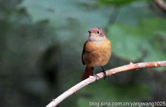 雌性北红尾鸲（10）