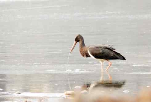 五百分之八的黑鹳