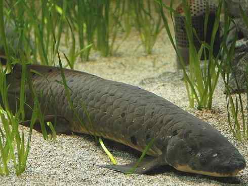 鱼类活化石:澳洲肺鱼 鱼类活化石:澳洲肺鱼