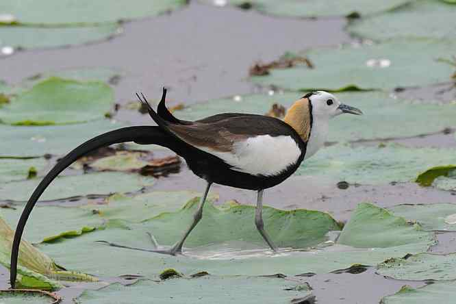 衡水湖印象(水稚)