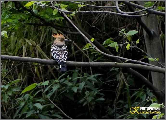一组鸟片（3月25日）