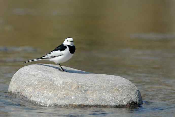 《白河湾的鸭子与十渡的白鹡鸰》