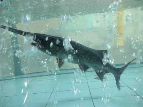 鱼类活化石：匙吻鲟科