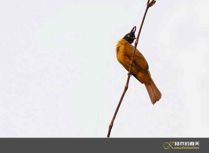 西双版纳拍鸟之一【实拍】