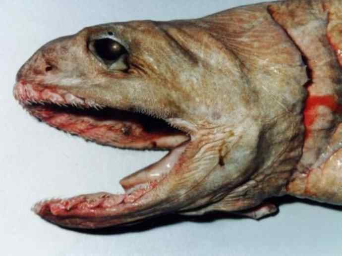 鱼类活化石：皱鳃鲨