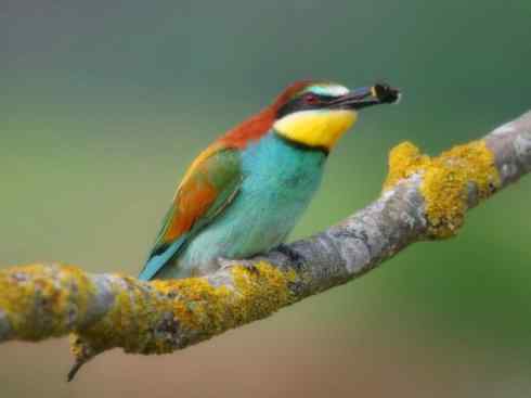 绝色攀禽：佛法僧目之蜂虎3