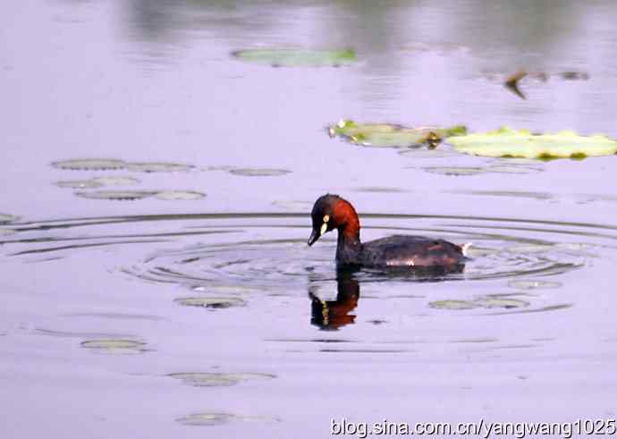 早餐 wbr鈥斺斝t捕鱼纪实 早餐 wbr鈥斺斝t捕鱼纪实
