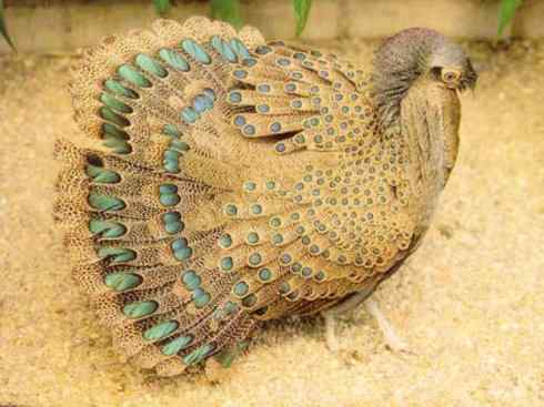 凤凰：传说中的鸟原型探秘（孔雀雉）