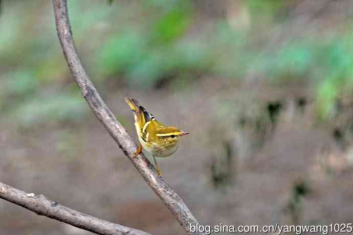 黄眉柳莺（26）