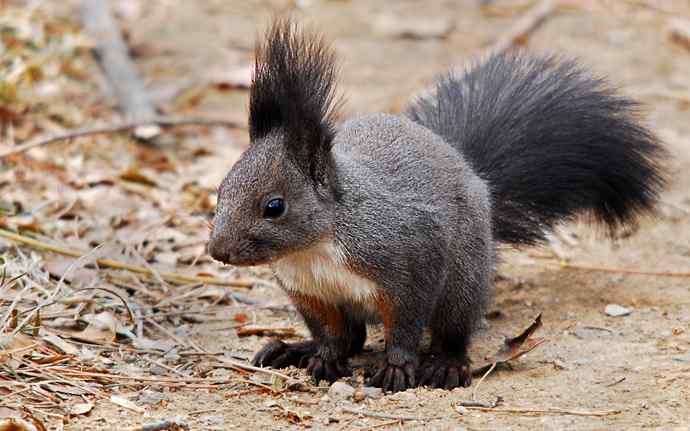 植物园赏鸟，先观松鼠表演。（组图）