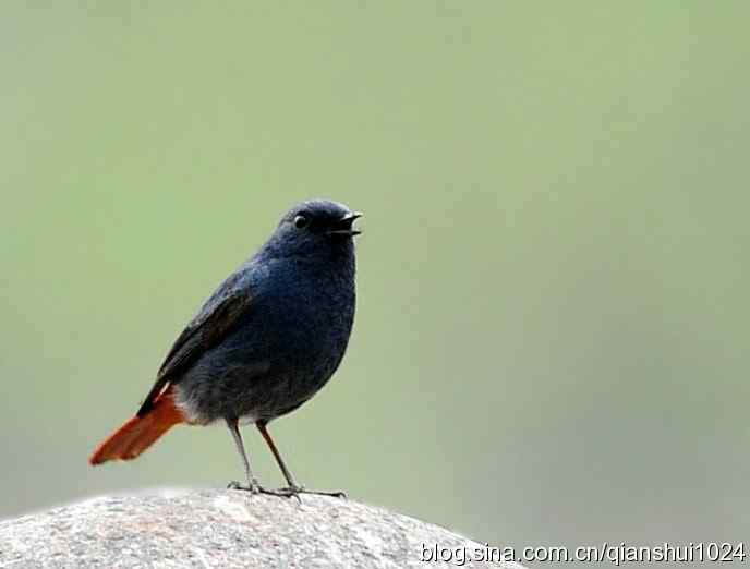 它可真能叫.十渡的红尾水鸲GG 它可真能叫.十渡的红尾水鸲GG