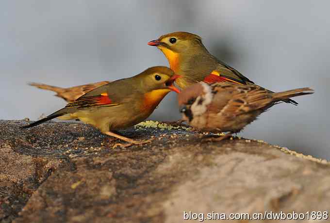 相思趣拍-贺三八国际妇女节