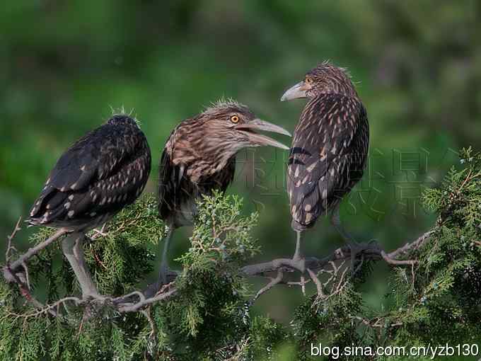 聆听超萌鈥溞∫光澢ㄗ橥迹24张图片）