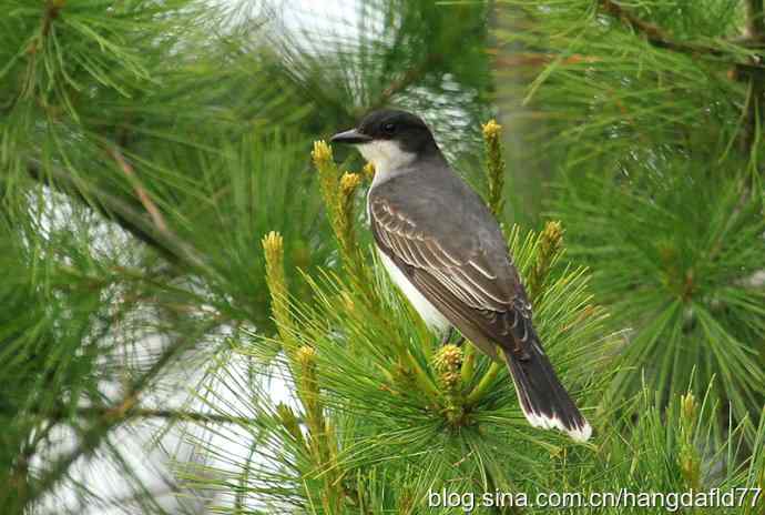 美国鸟类摄影——东霸鹟：个子不大，却十分霸道