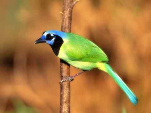 美丽无罪：雀鸟之蓝鸦