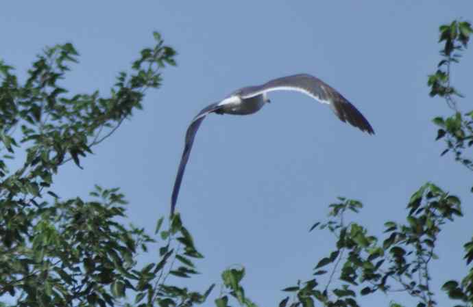 海鸥与打架的鸿雁