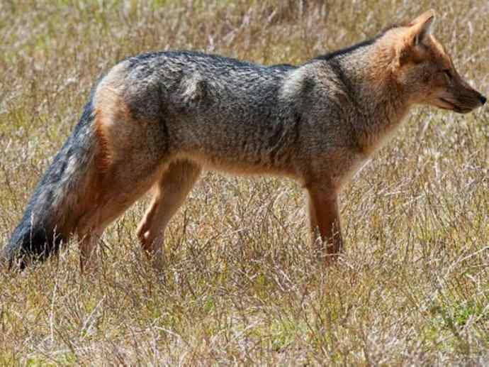 犬科：狐亚科伪狐属之阿根廷狐、山狐、达尔文狐