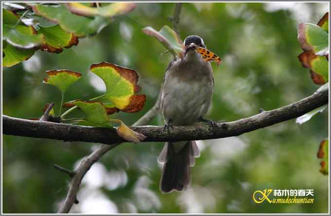 阴天拍的是鈥溞那殁潯菊掌