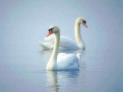 家禽驯化之源之十一