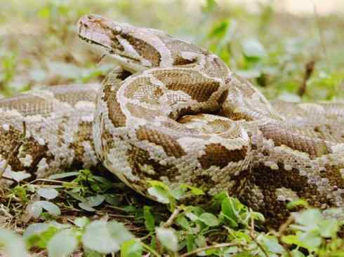 龙：传说的兽原型探秘（蟒蛇类）