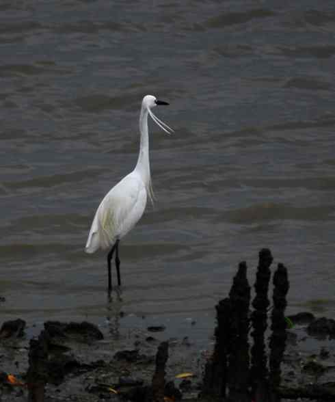 拍摄鹭鸟小结（组图，10张）